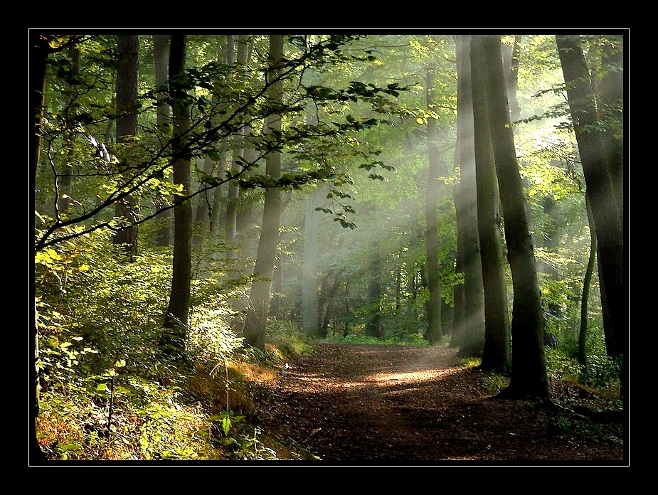 Strahlen im Herbst