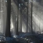 Strahlen im Nebel