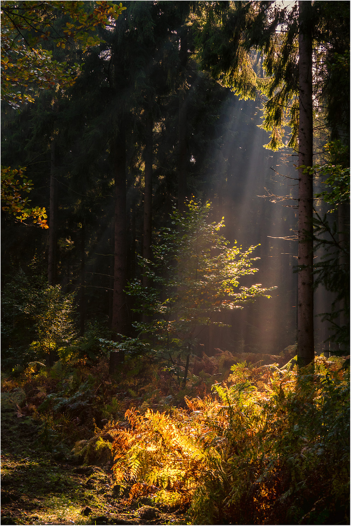 Strahlen im Wald...