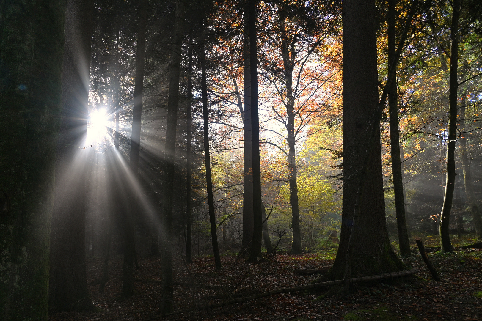 Strahlen im Wald