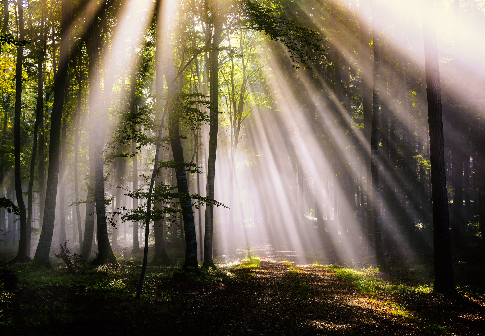 Strahlen im Wald