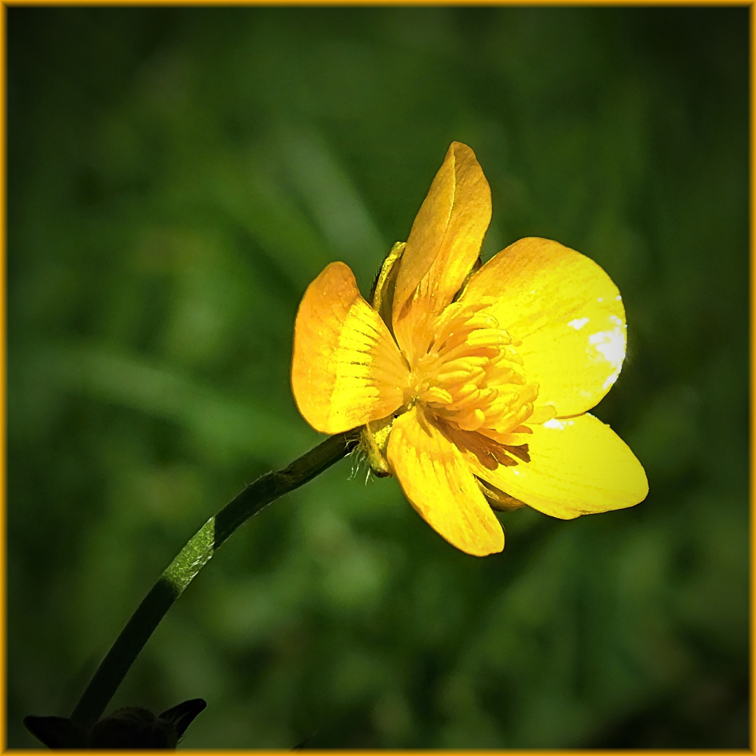 Strahlen mit der Sonne um die Wette