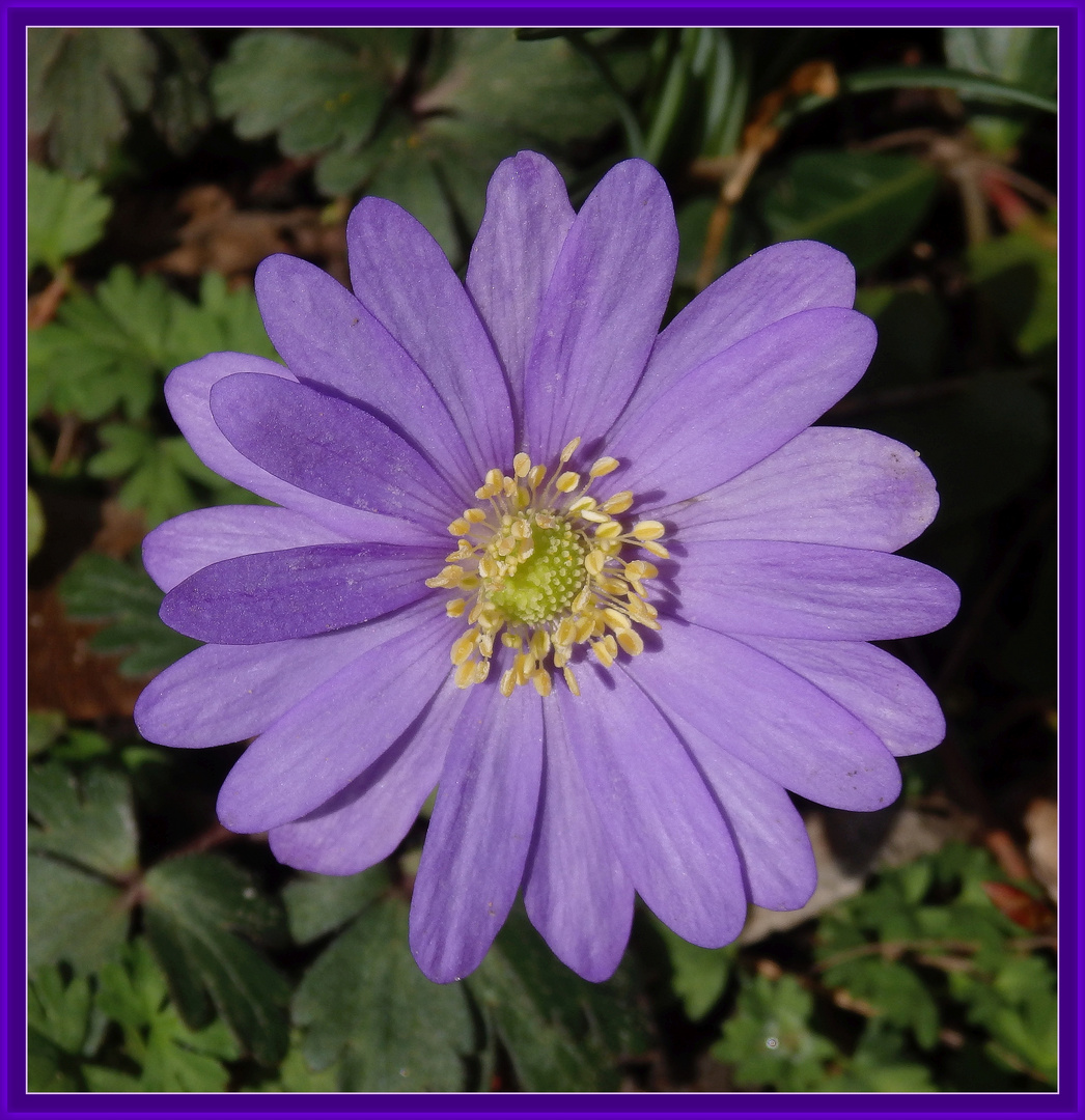 Strahlen-Windröschen (Anemone blanda)