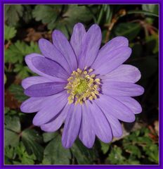 Strahlen-Windröschen (Anemone blanda)