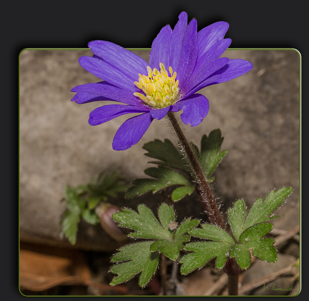 Strahlenanemone