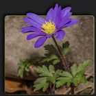 Strahlenanemone