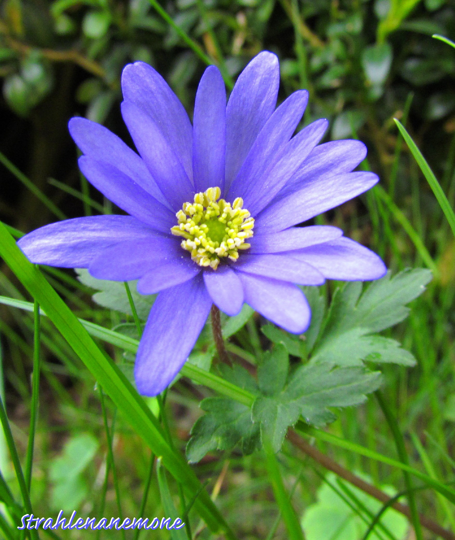 Strahlenanemone