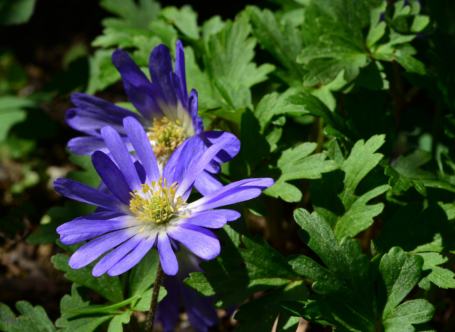 Strahlenanemone