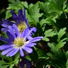 Strahlenanemone