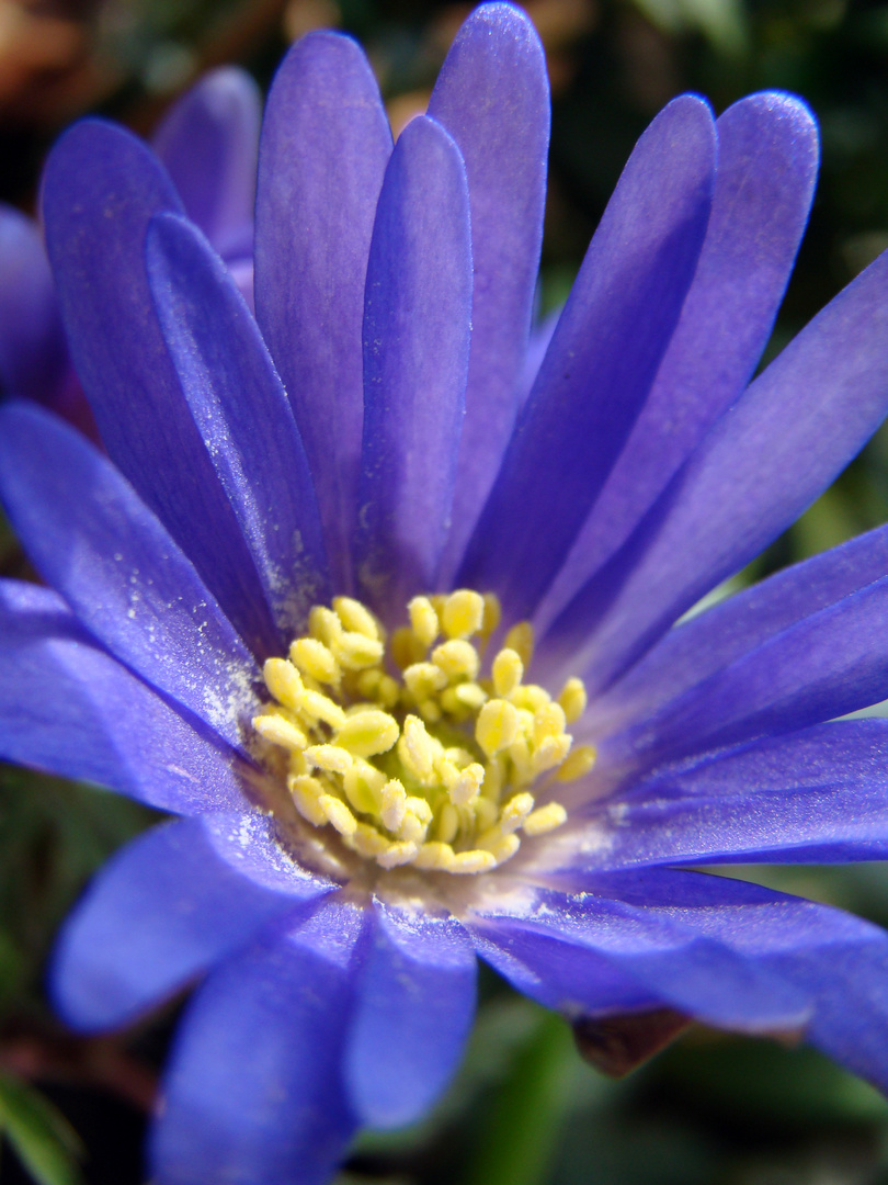 Strahlenanemone (Anemone blanda)