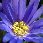 Strahlenanemone (Anemone blanda)