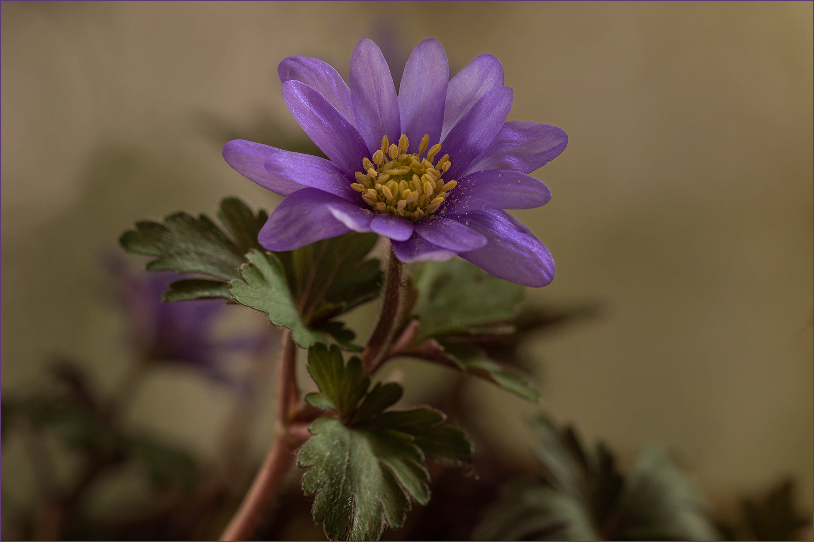 Strahlenanemone - Anemone blanda ...