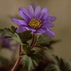 Strahlenanemone - Anemone blanda ...