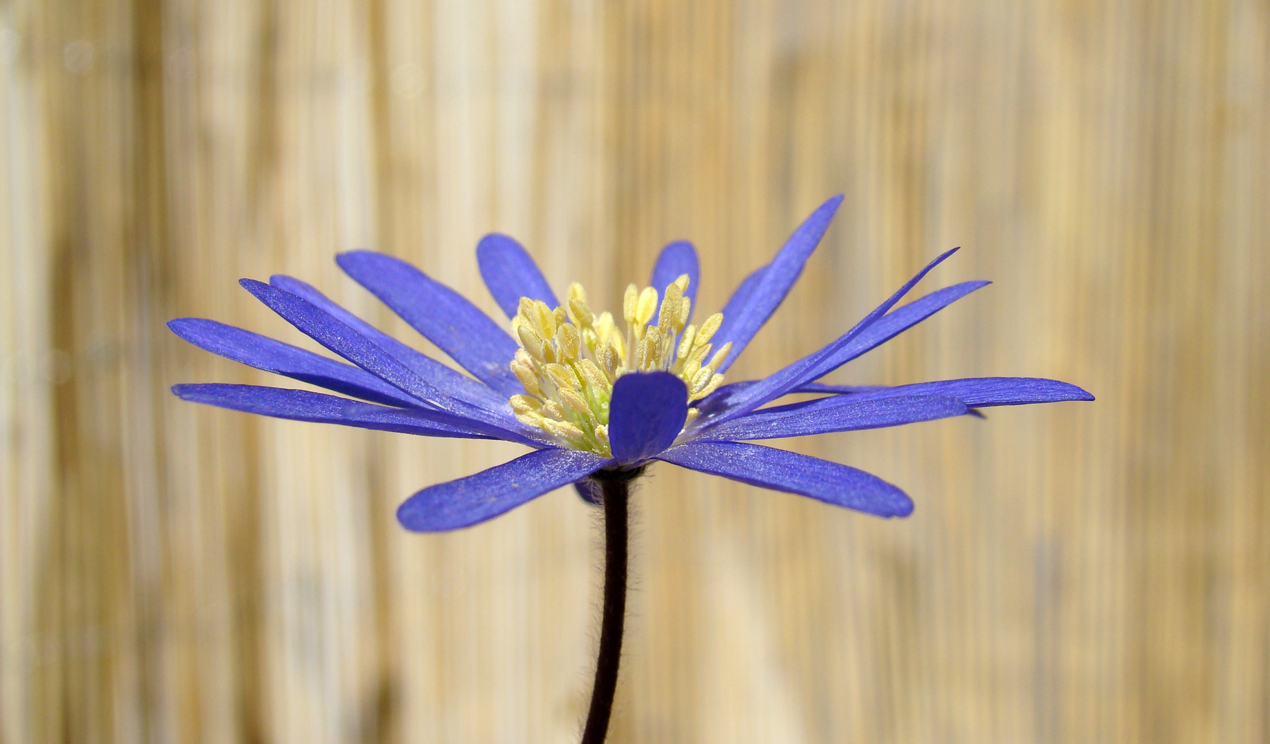 Strahlenanemone auf Balkonien