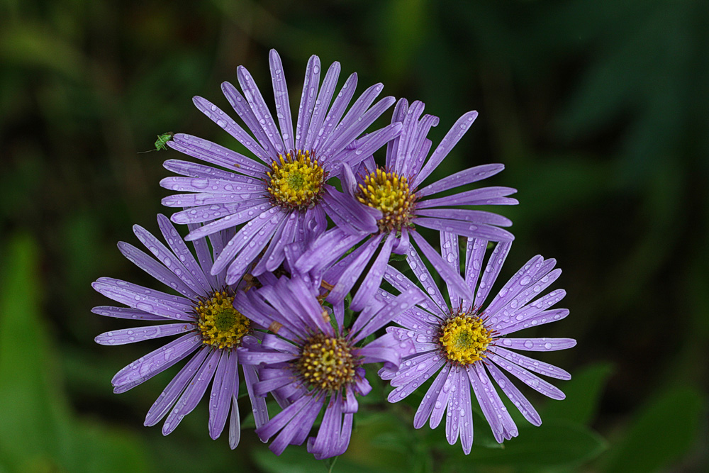 Strahlenaster