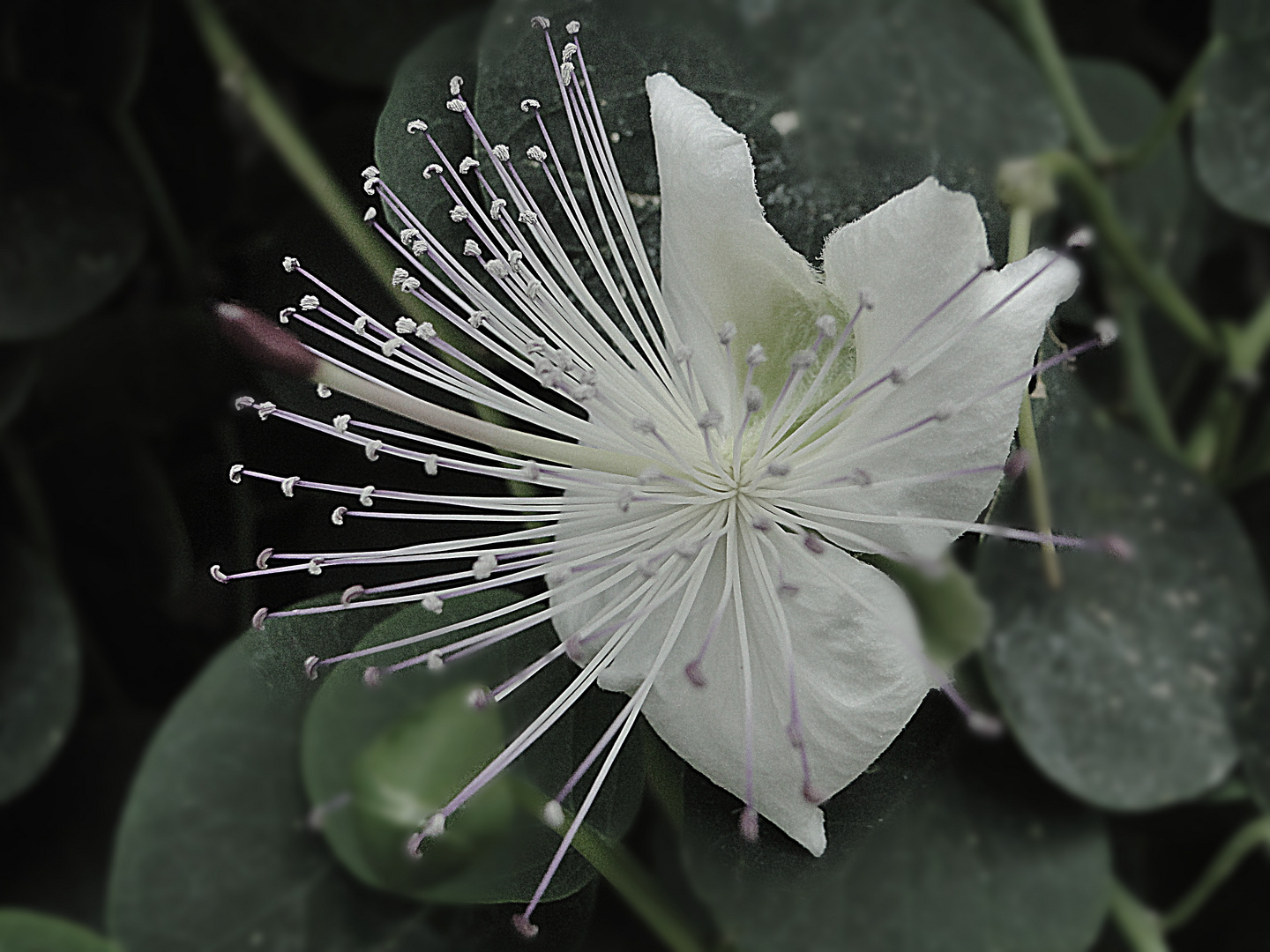 Strahlenblüte