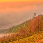 Strahlenburg im Nebel bei Sonnenuntergang 