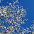 Strahlend blauer Himmel