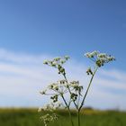 Strahlend blauer Himmel mit einer Wildpflanze im Vordergrund