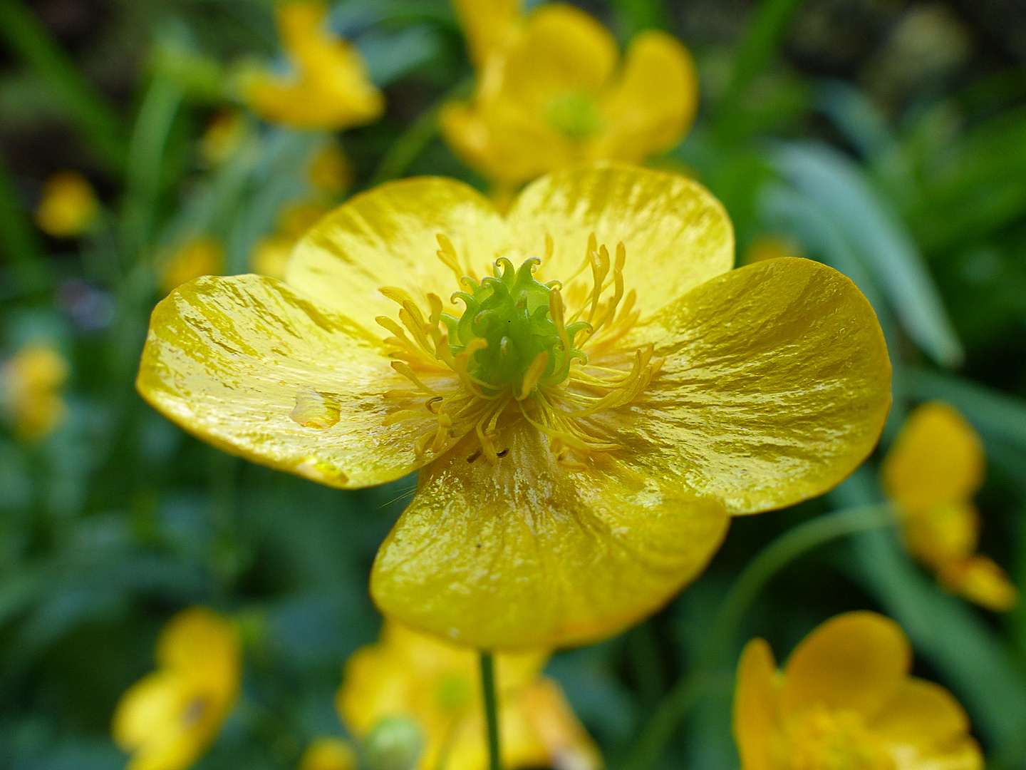 Strahlend gelbe Blüte