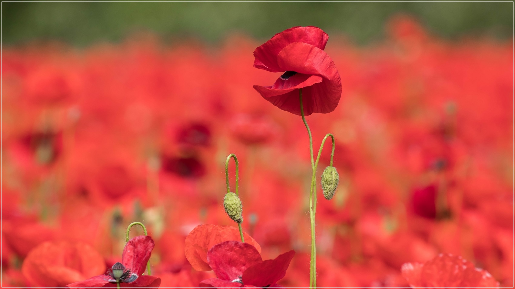 Strahlend rot blüht der Klatschmohn 