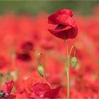 Strahlend rot blüht der Klatschmohn 