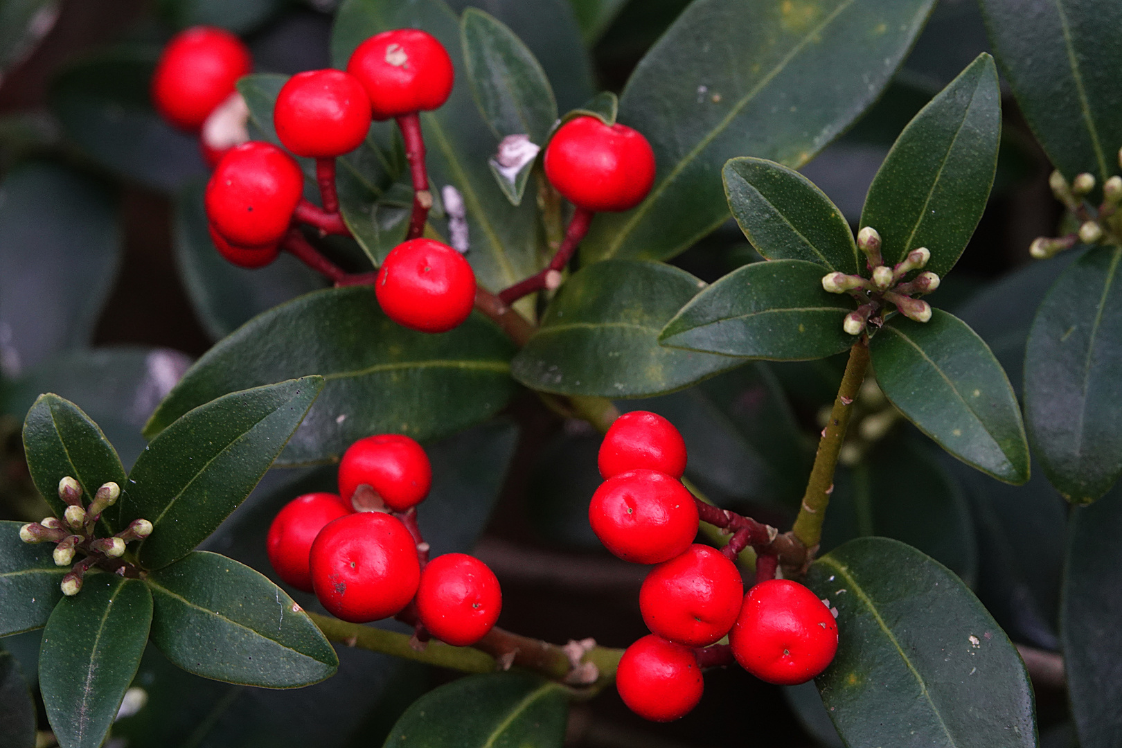 strahlend rote Beeren