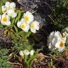 Strahlend schön die weißen Primeln  im Garten