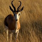 strahlend schöner Springbock in der Kalahari