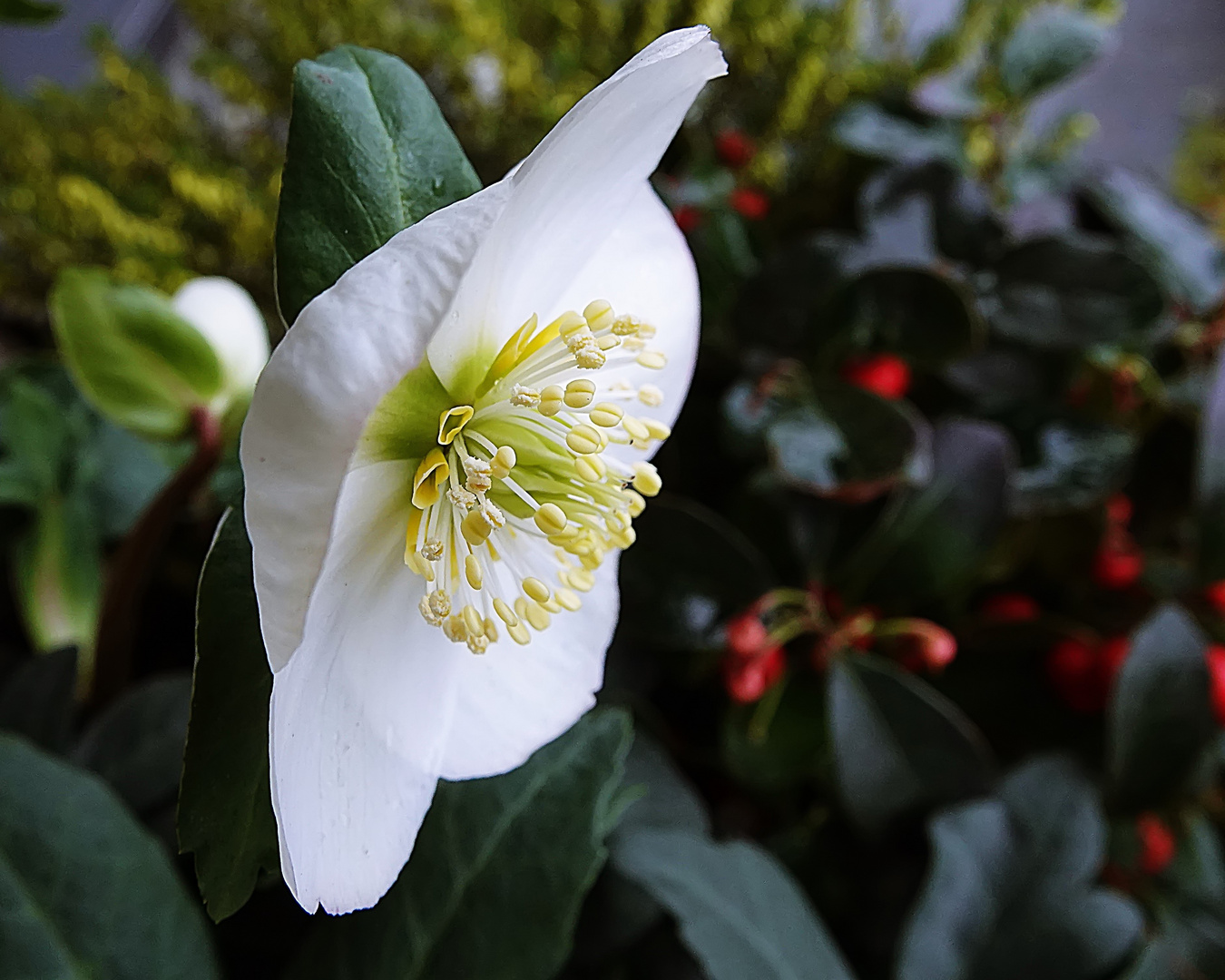 strahlend weiß zwischen roten Beeren