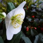 strahlend weiß zwischen roten Beeren