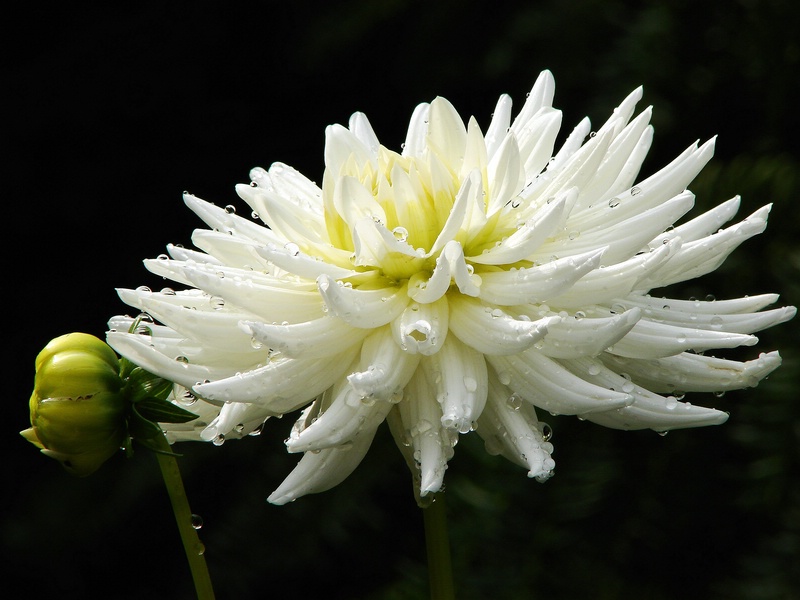 Strahlendahlie mit Tropfen