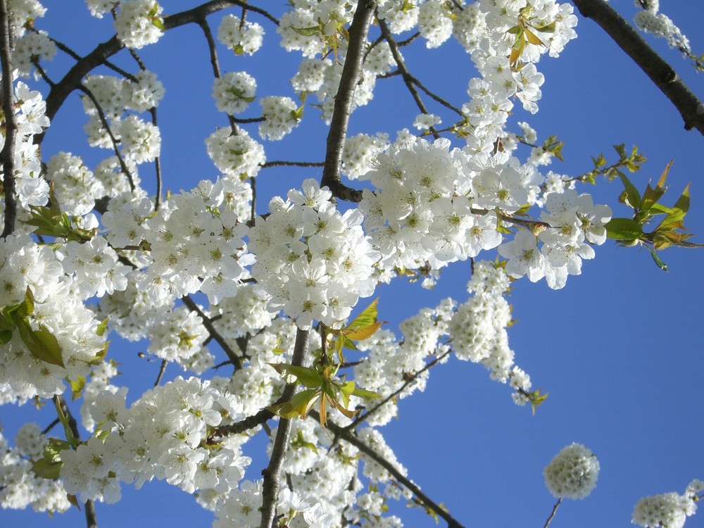 strahlendblauer Himmel und weiße Blüten