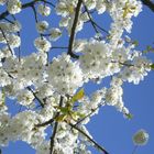 strahlendblauer Himmel und weiße Blüten