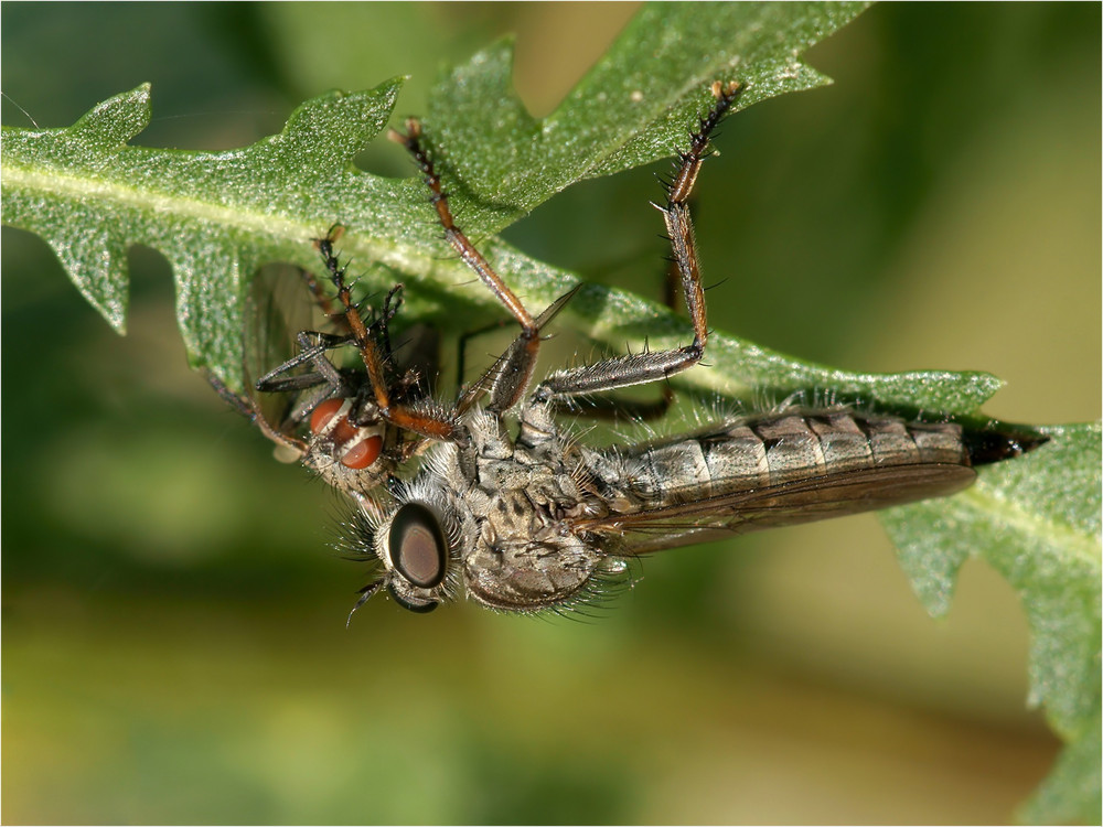 Strahlende Augen