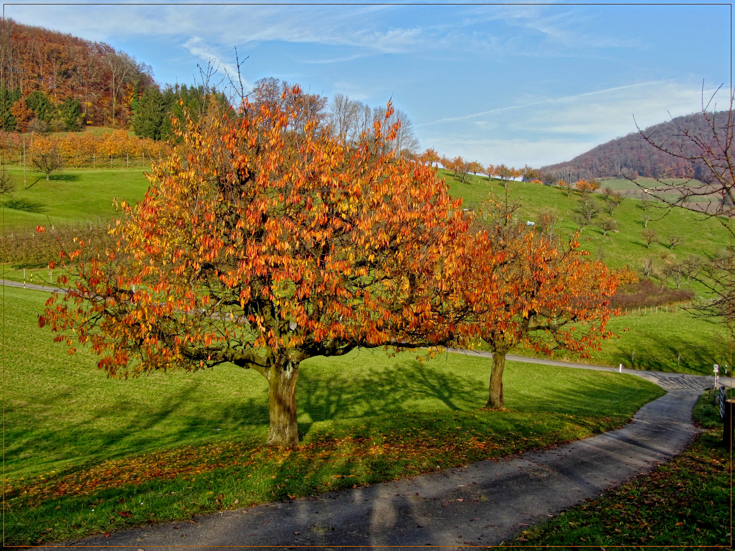 Strahlende BÄUME....