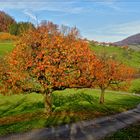 Strahlende BÄUME....