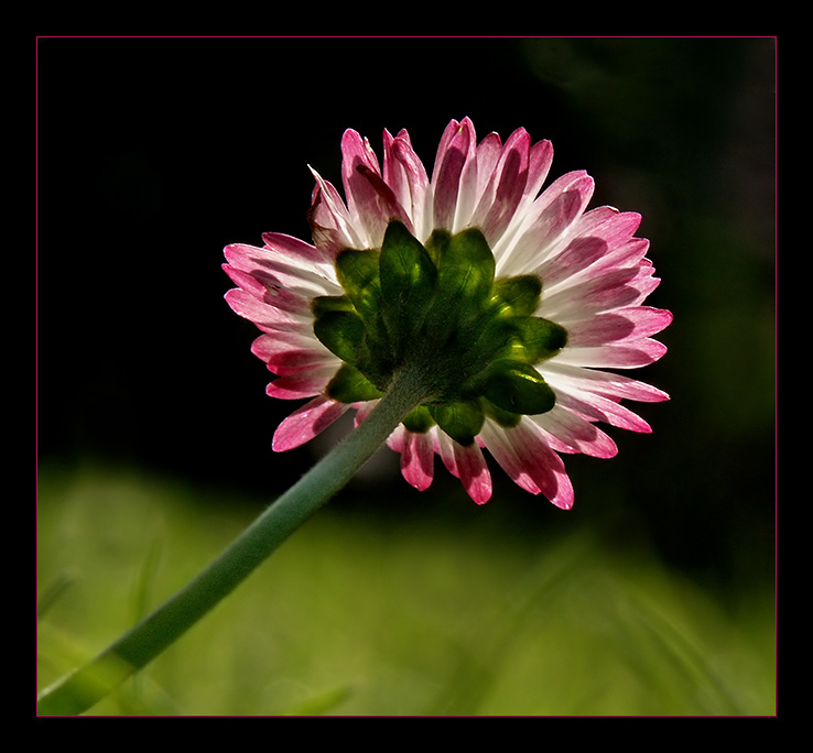 Strahlende Bellis