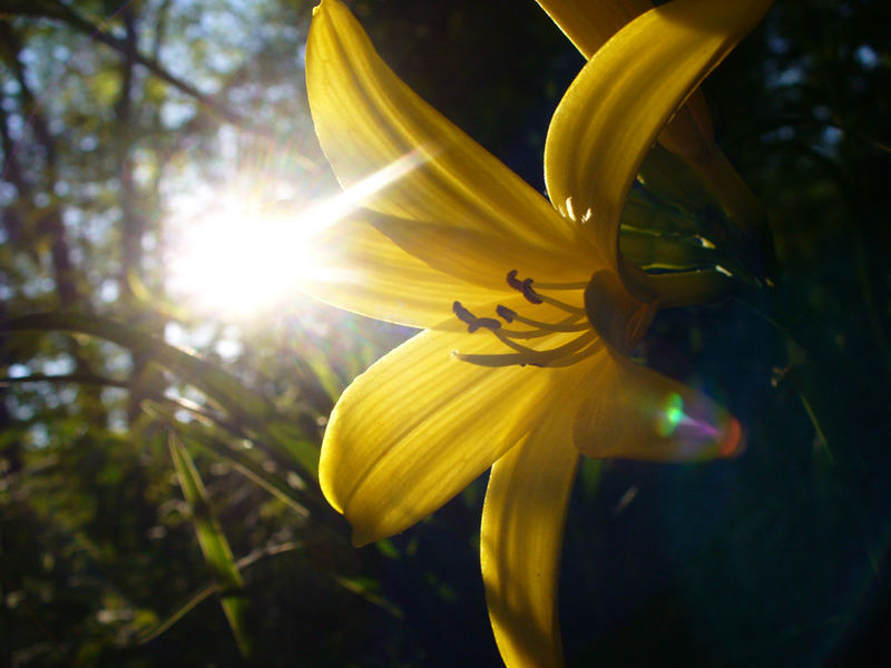 strahlende Blüte