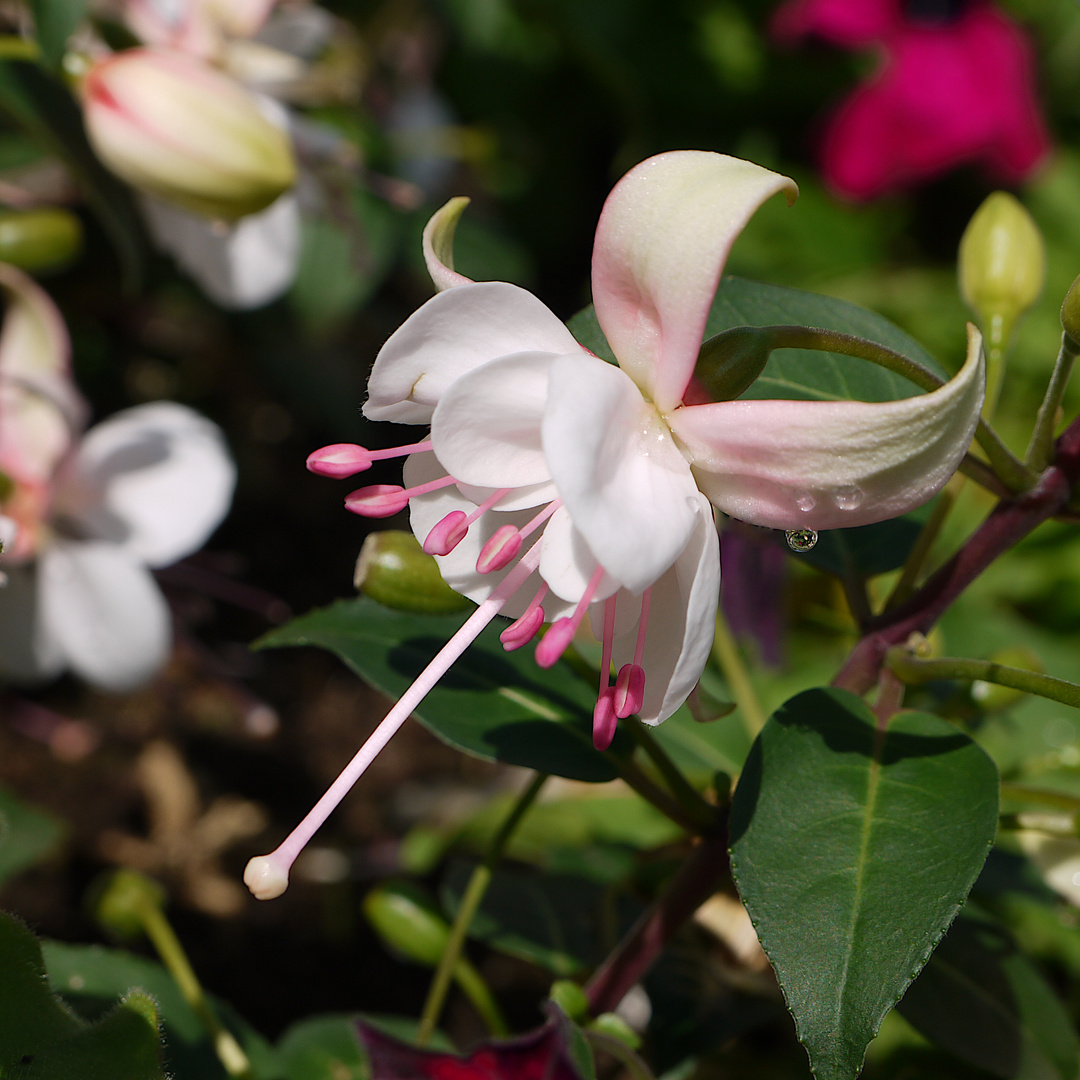 Strahlende Blüte