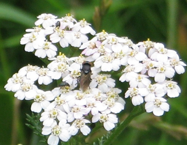 Strahlende Blüte