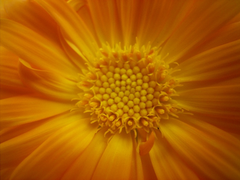 strahlende Blüte von Manuela Fieckers