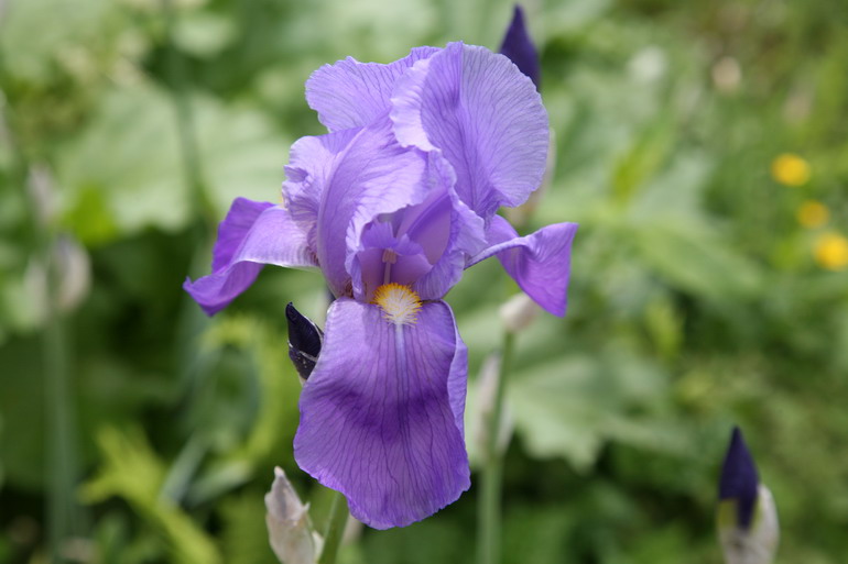 strahlende Blüte im Chaos