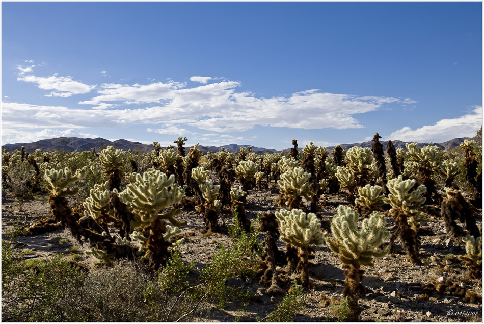 Strahlende Cholla