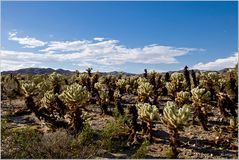 Strahlende Cholla