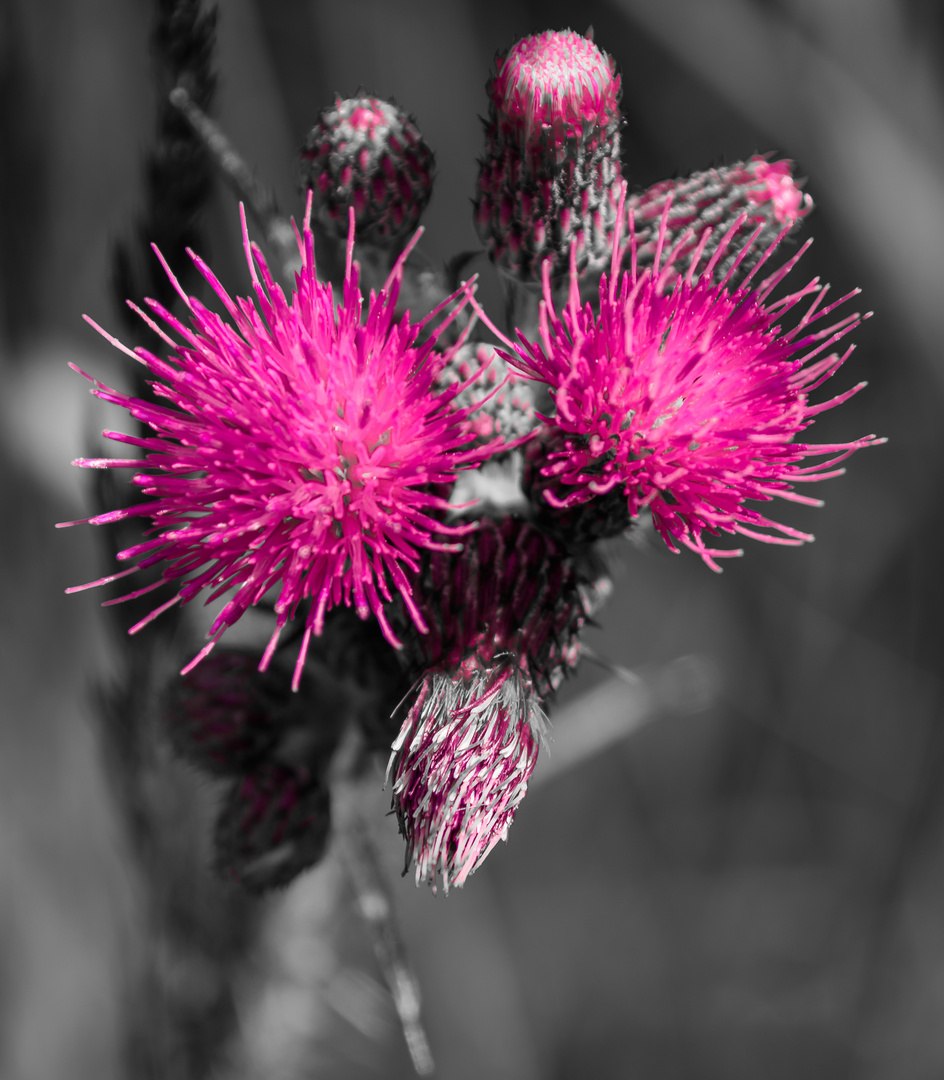 Strahlende Distel