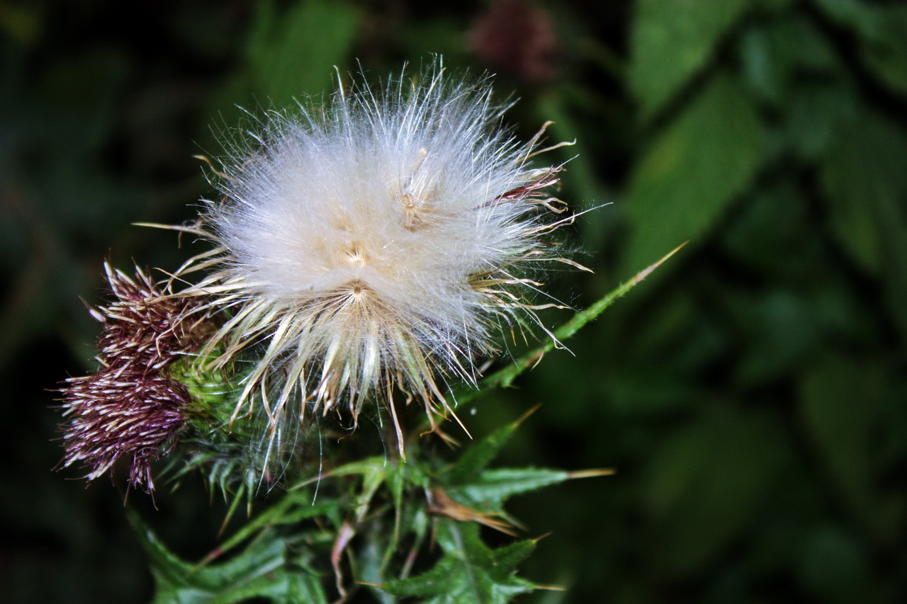 Strahlende Distel