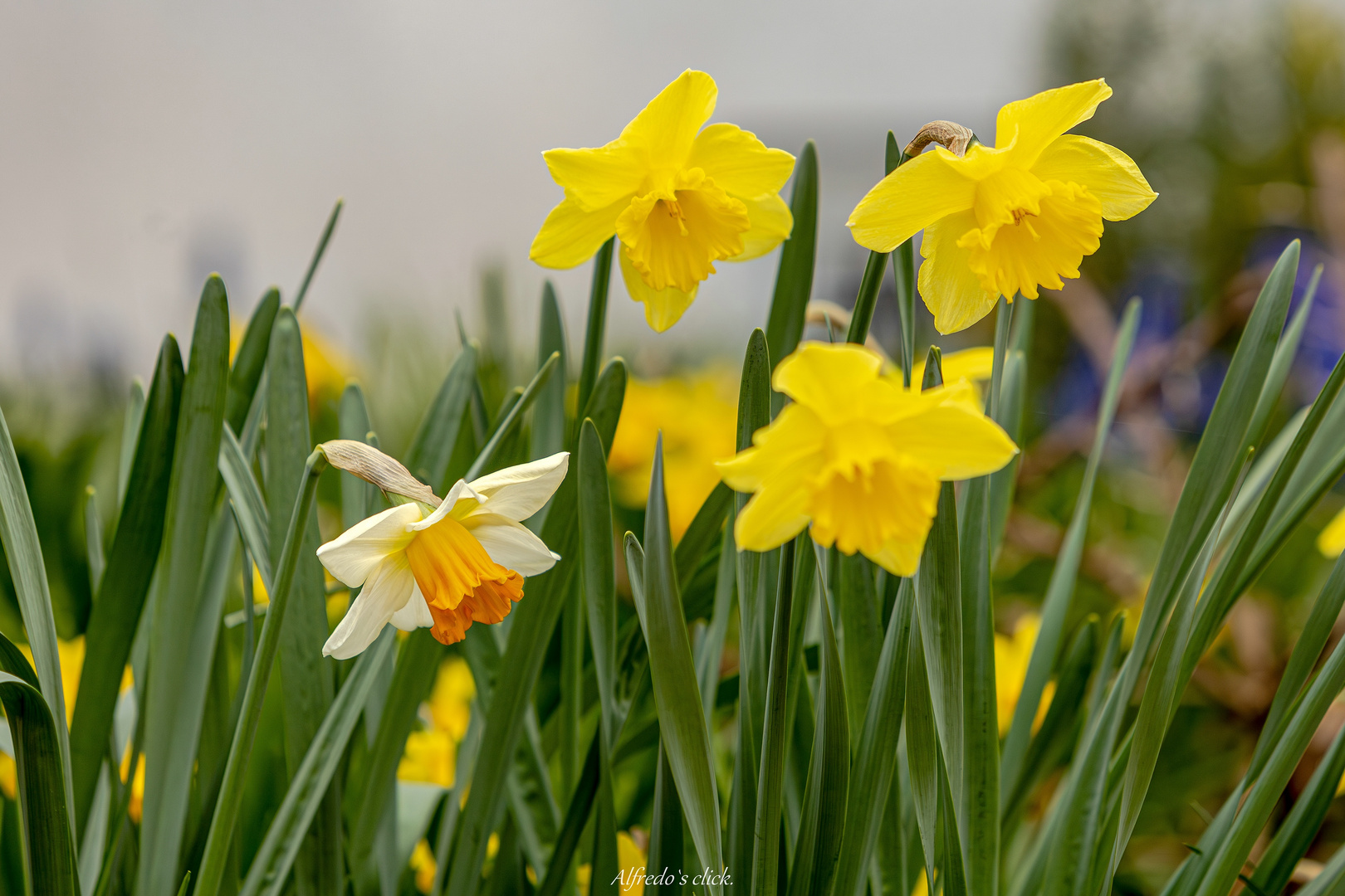 Strahlende Frühlingsboten