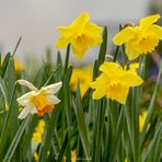 Strahlende Frühlingsboten