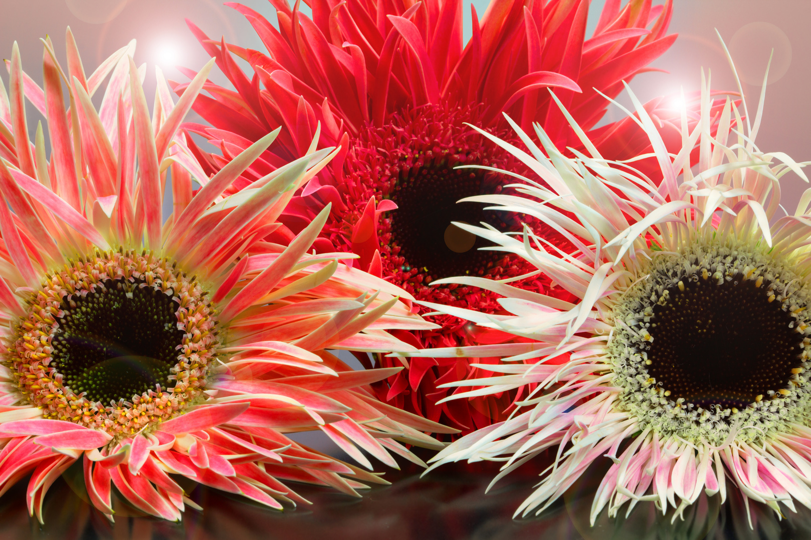 Strahlende Gerbera